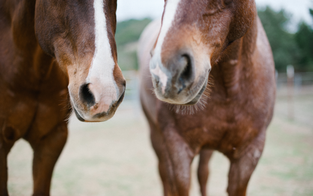 Circle Up Experience Blog: Are you an emotional butler?