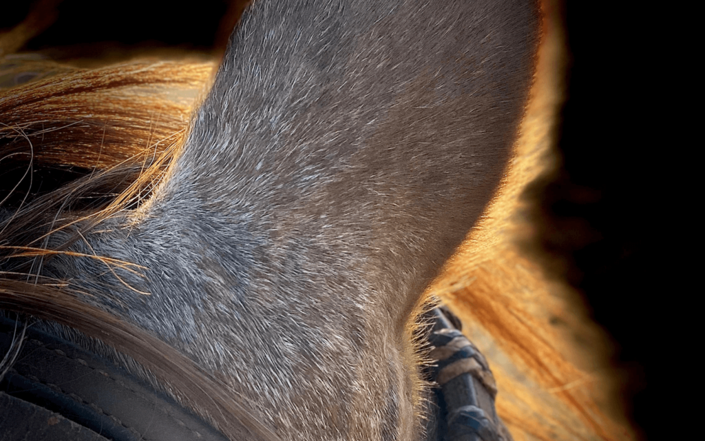 What Lights You Up? Fanning the Flames of Your True Self - Beth Killough