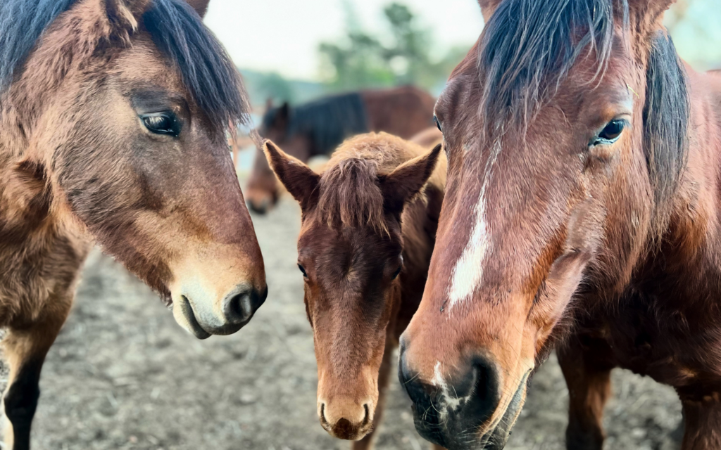 A Different Kind of New Year--What If We Just Let Ourselves Be? - Beth Anstandig