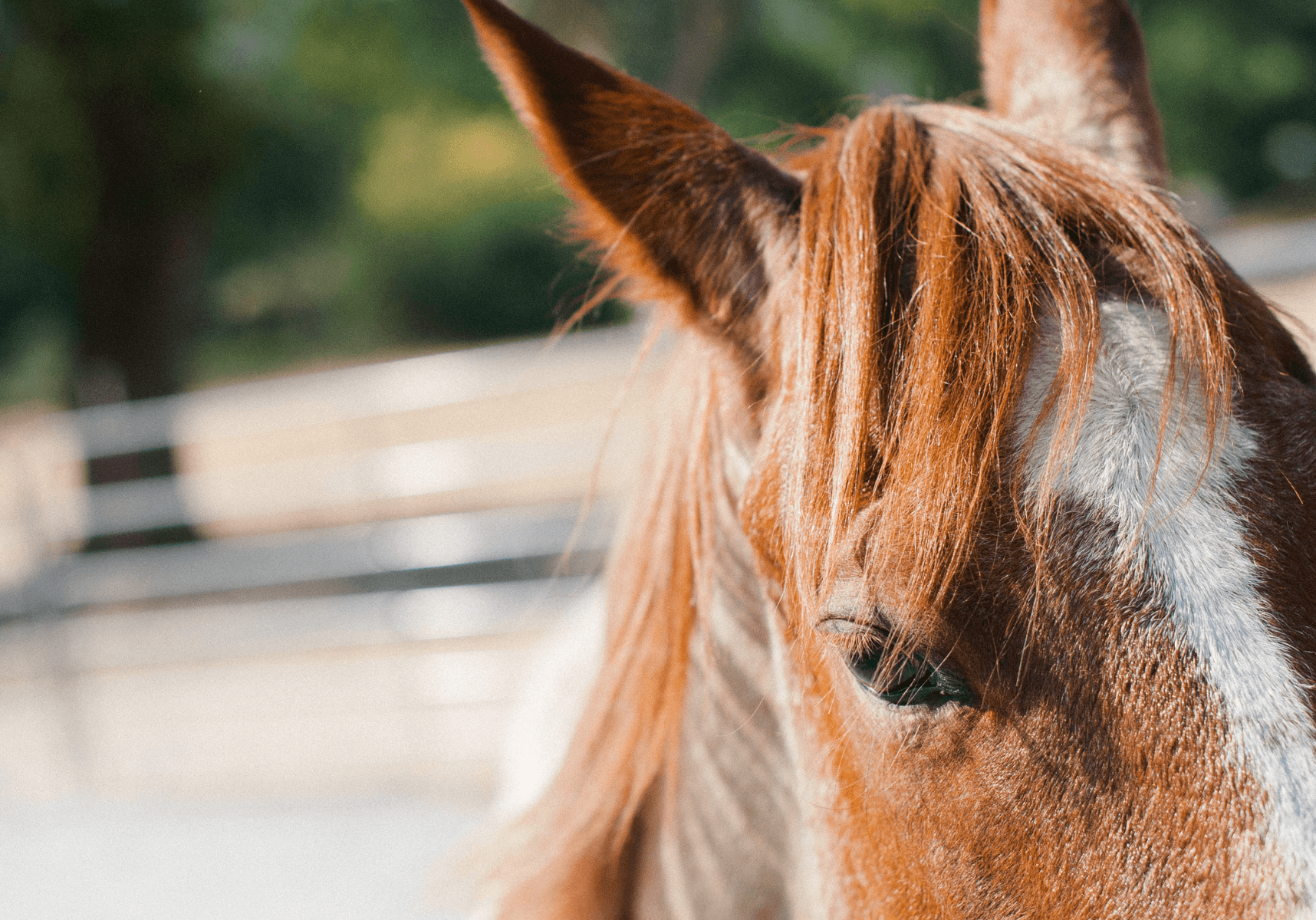 baseball and horses (1)
