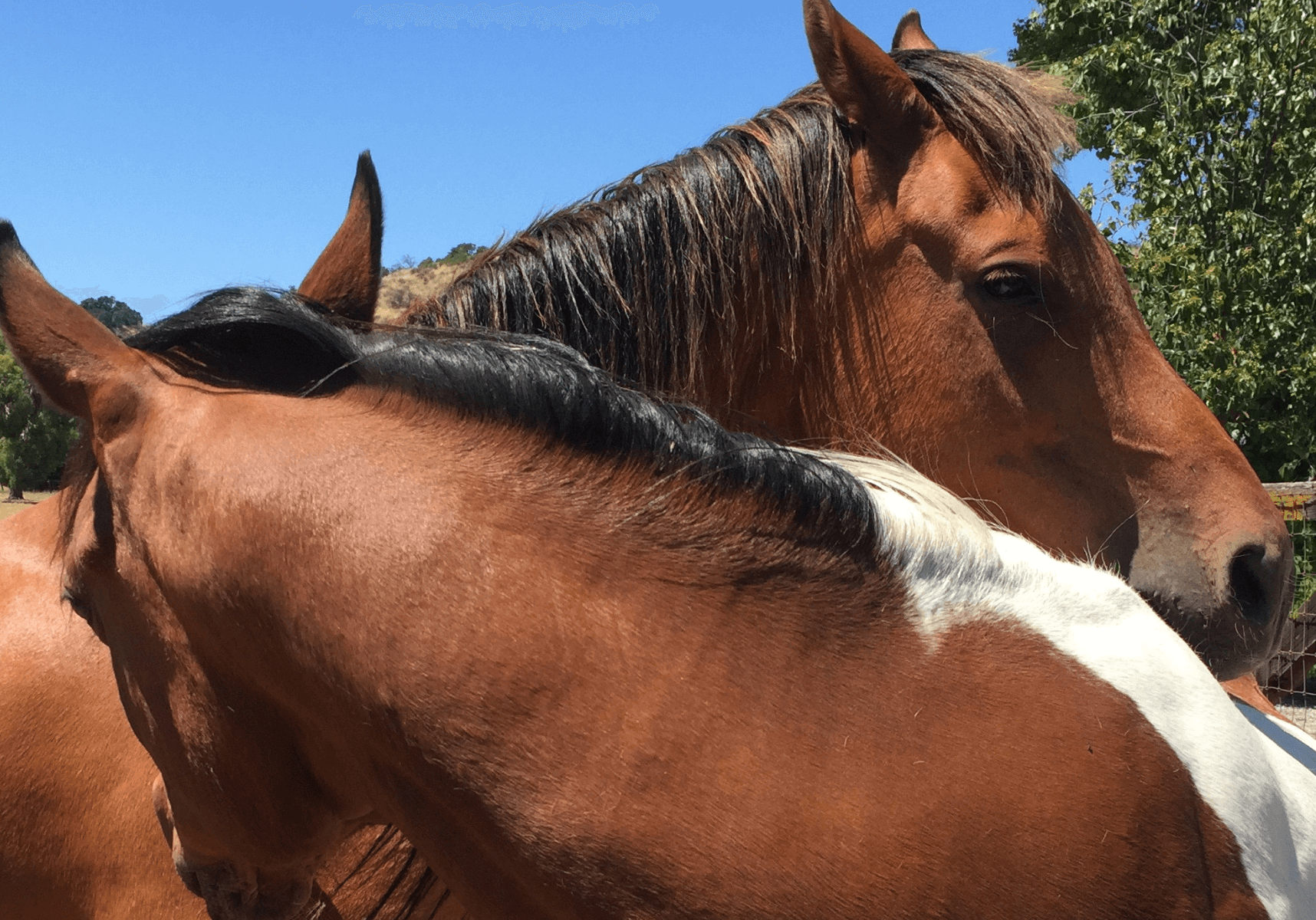 blog horse people (1)