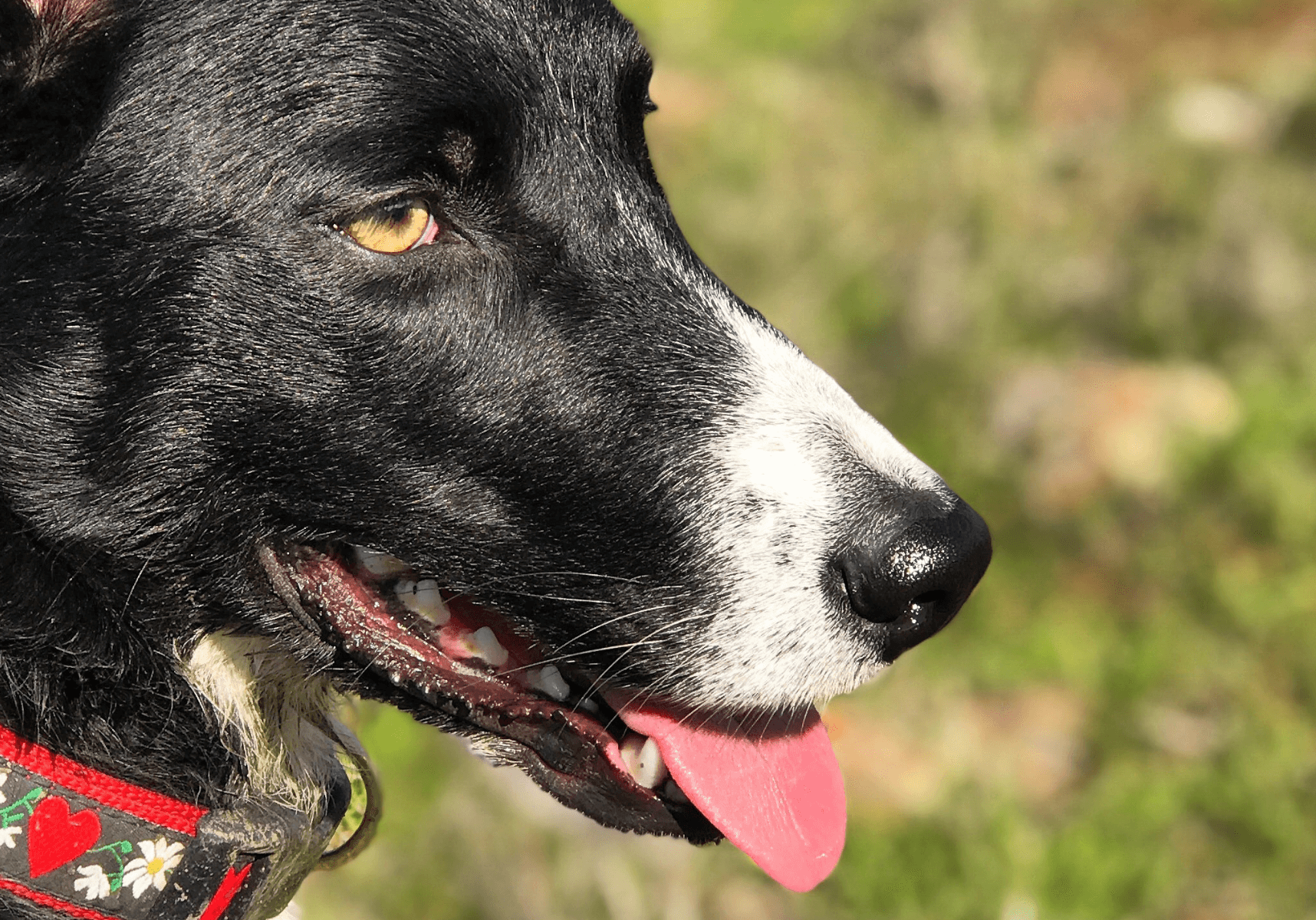 border collie leadership (1)