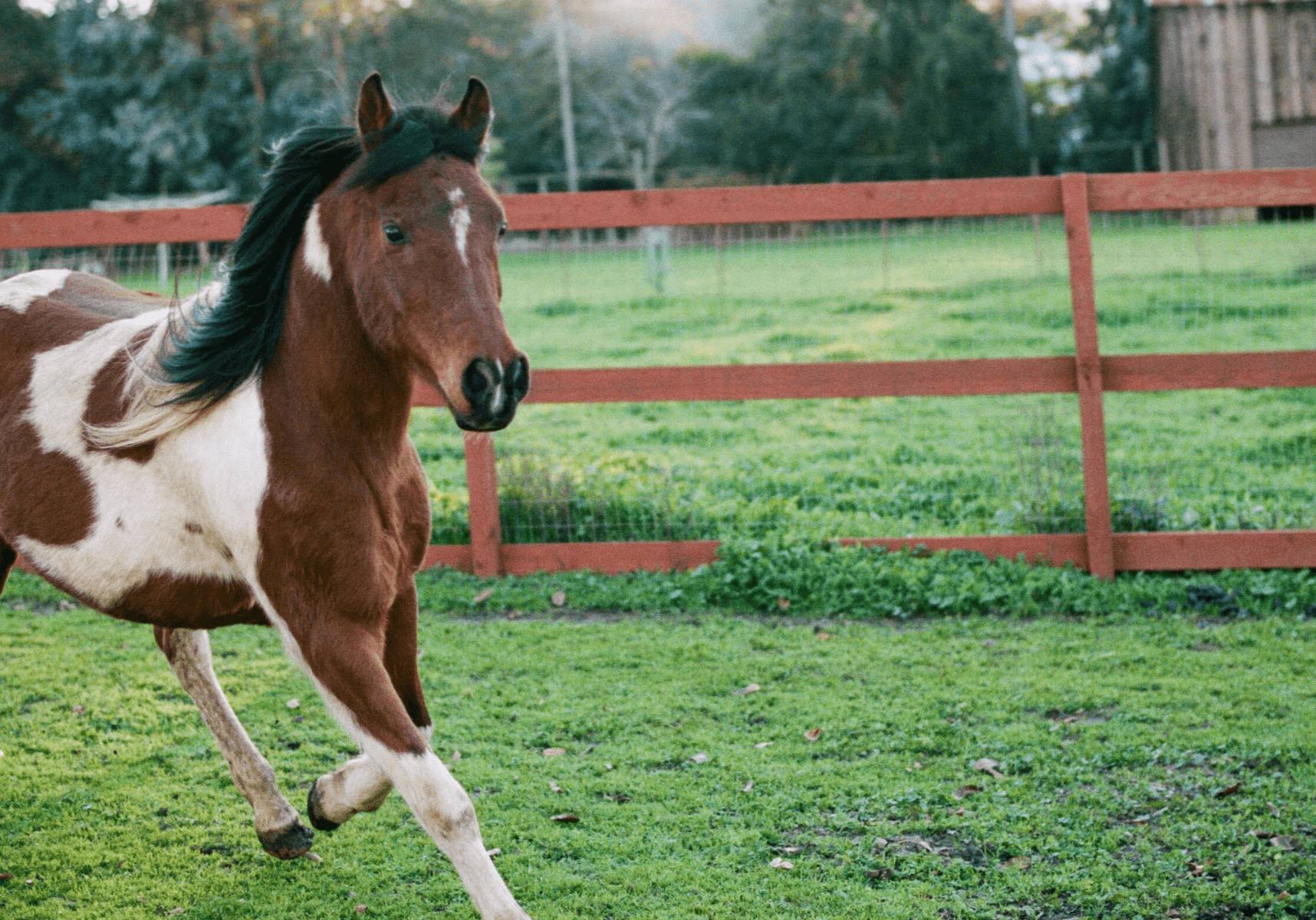 value of a useless horse (1)
